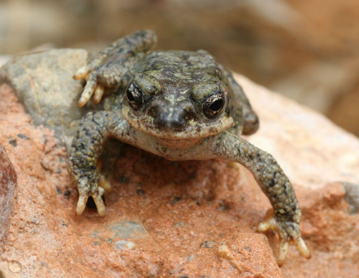 Red-spotted Toad